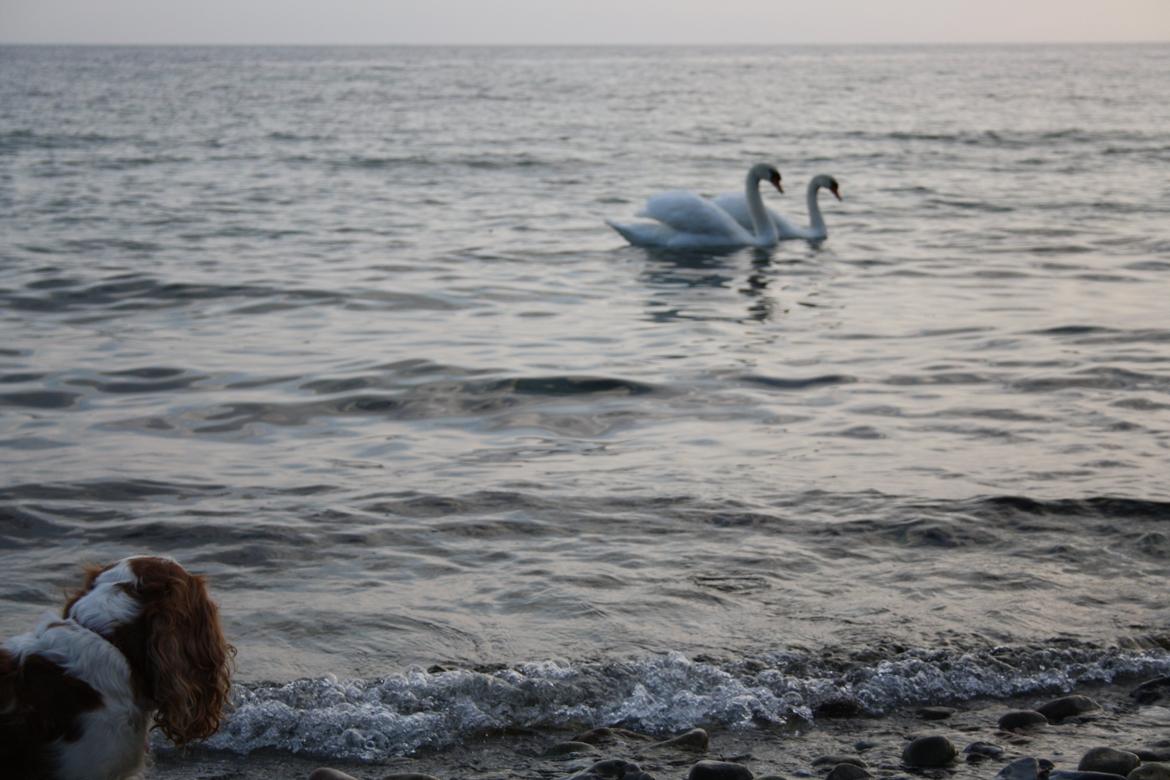På Bjørnebæk strand med min Angel - Angel har fået øje på svanerne ;) billede 30