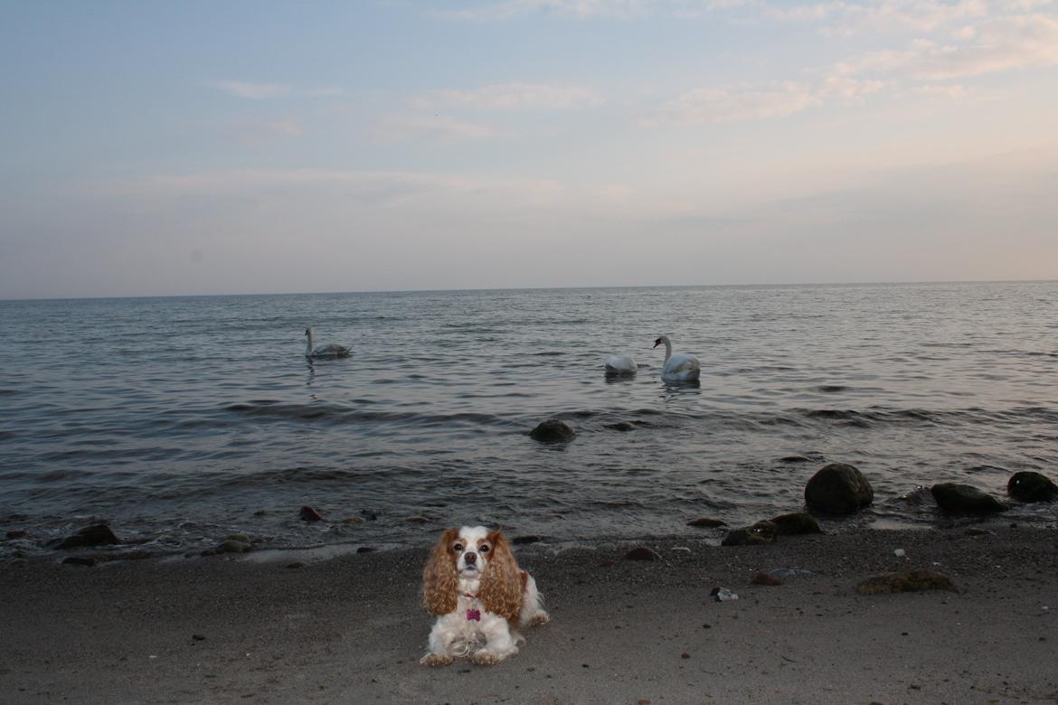 På Bjørnebæk strand med min Angel billede 31