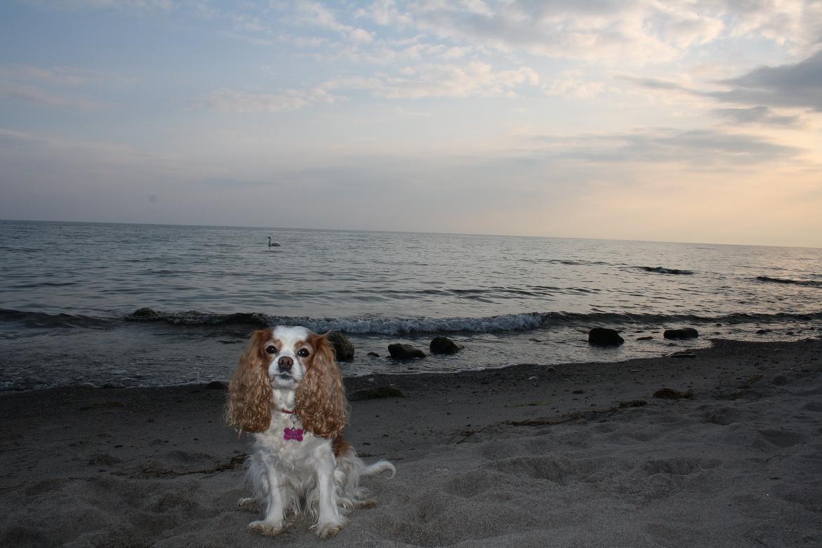På Bjørnebæk strand med min Angel billede 32