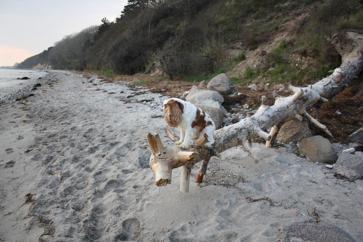 På Bjørnebæk strand med min Angel billede 33