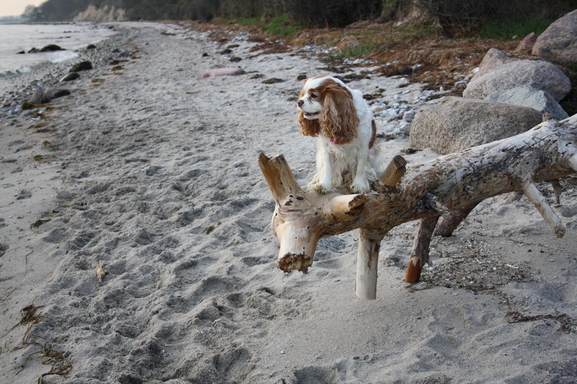 På Bjørnebæk strand med min Angel billede 34