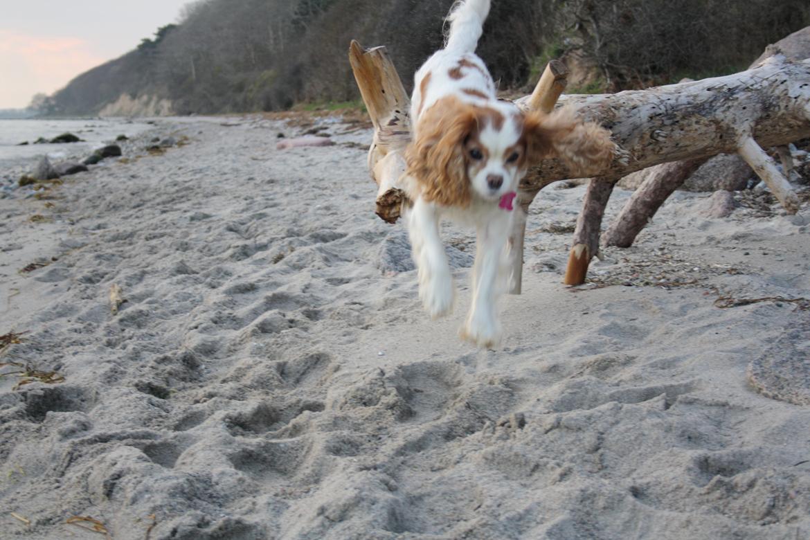 På Bjørnebæk strand med min Angel billede 35