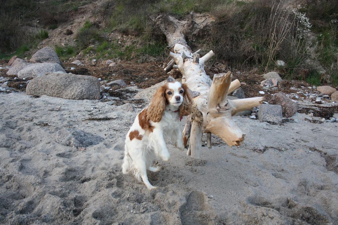 På Bjørnebæk strand med min Angel billede 36