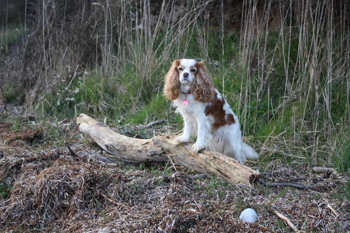 På Bjørnebæk strand med min Angel billede 37