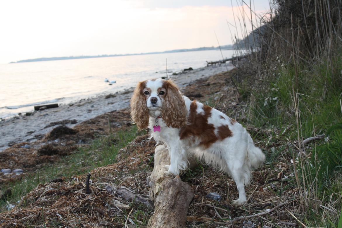 På Bjørnebæk strand med min Angel billede 38