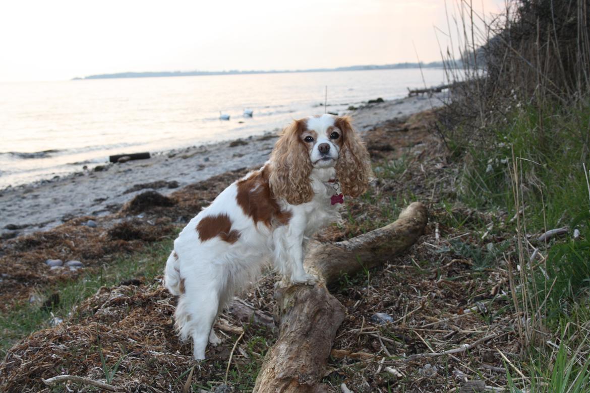 På Bjørnebæk strand med min Angel billede 39