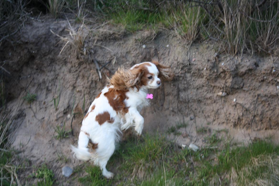 På Bjørnebæk strand med min Angel billede 40