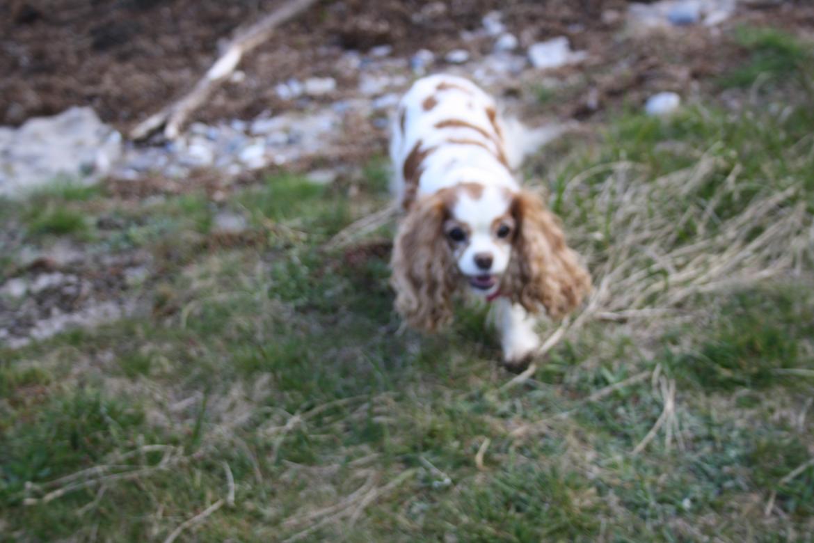 På Bjørnebæk strand med min Angel billede 41