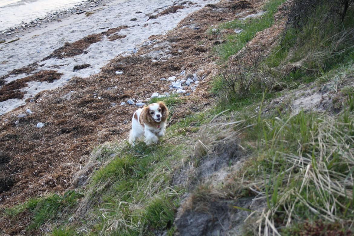 På Bjørnebæk strand med min Angel billede 42