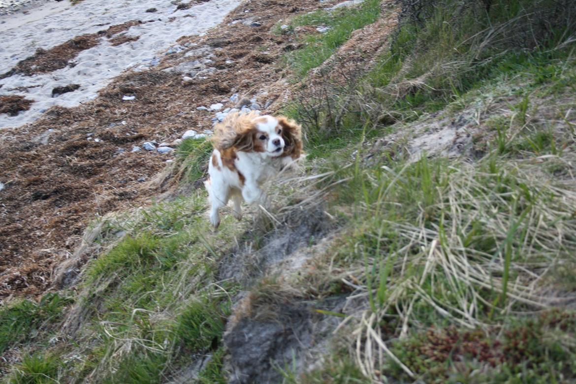 På Bjørnebæk strand med min Angel - Angel på vej op af skrænten til mig :) billede 43