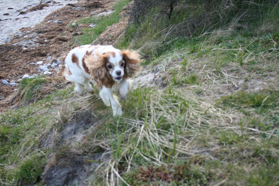 På Bjørnebæk strand med min Angel billede 44