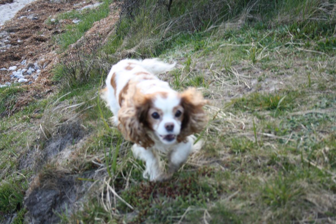 På Bjørnebæk strand med min Angel billede 45