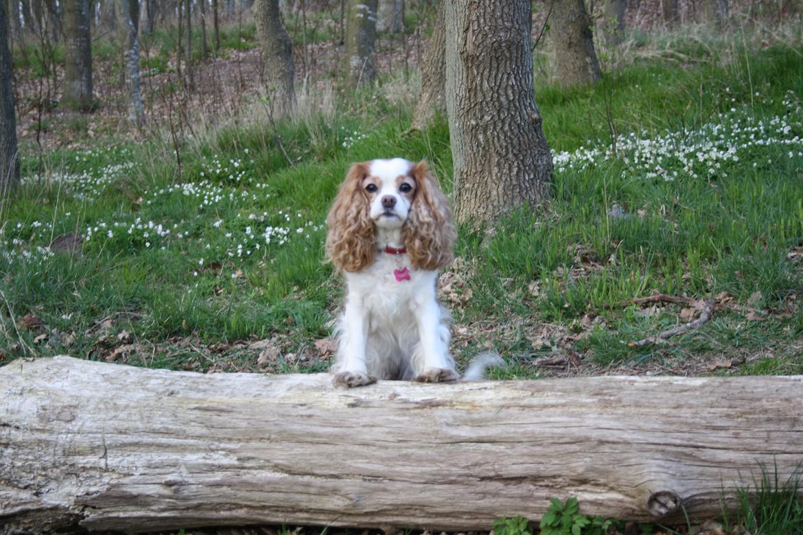 På Bjørnebæk strand med min Angel billede 46