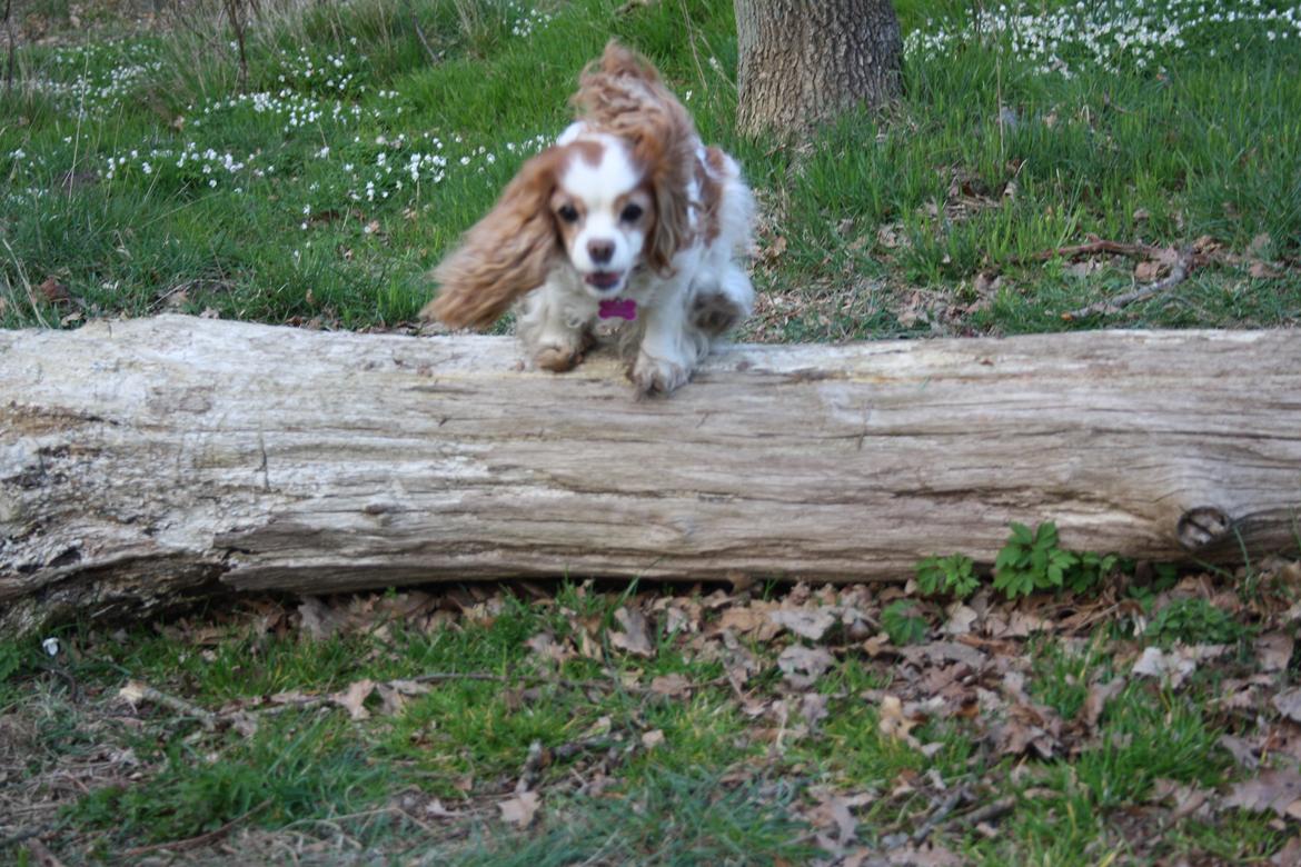 På Bjørnebæk strand med min Angel billede 47