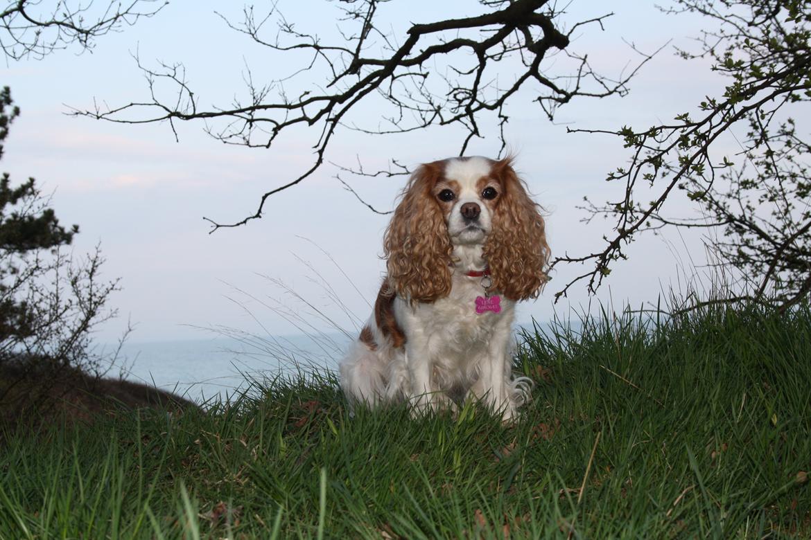 På Bjørnebæk strand med min Angel billede 48