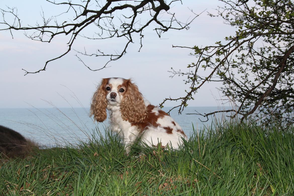 På Bjørnebæk strand med min Angel billede 49