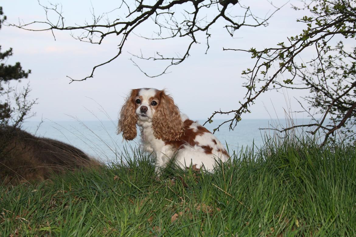 På Bjørnebæk strand med min Angel billede 50