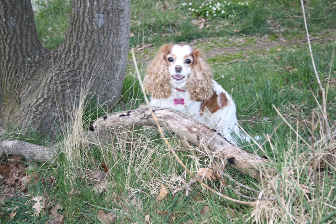 På Bjørnebæk strand med min Angel billede 51