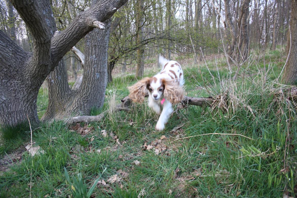 På Bjørnebæk strand med min Angel billede 52