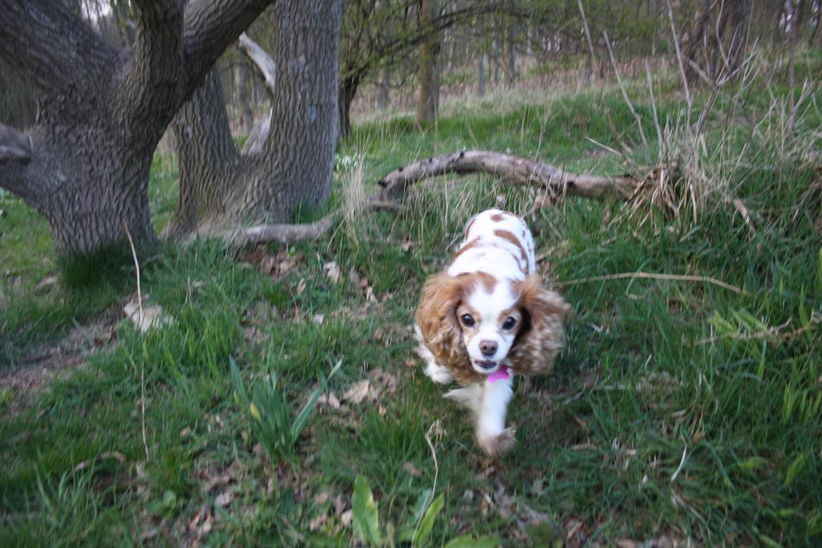 På Bjørnebæk strand med min Angel billede 53