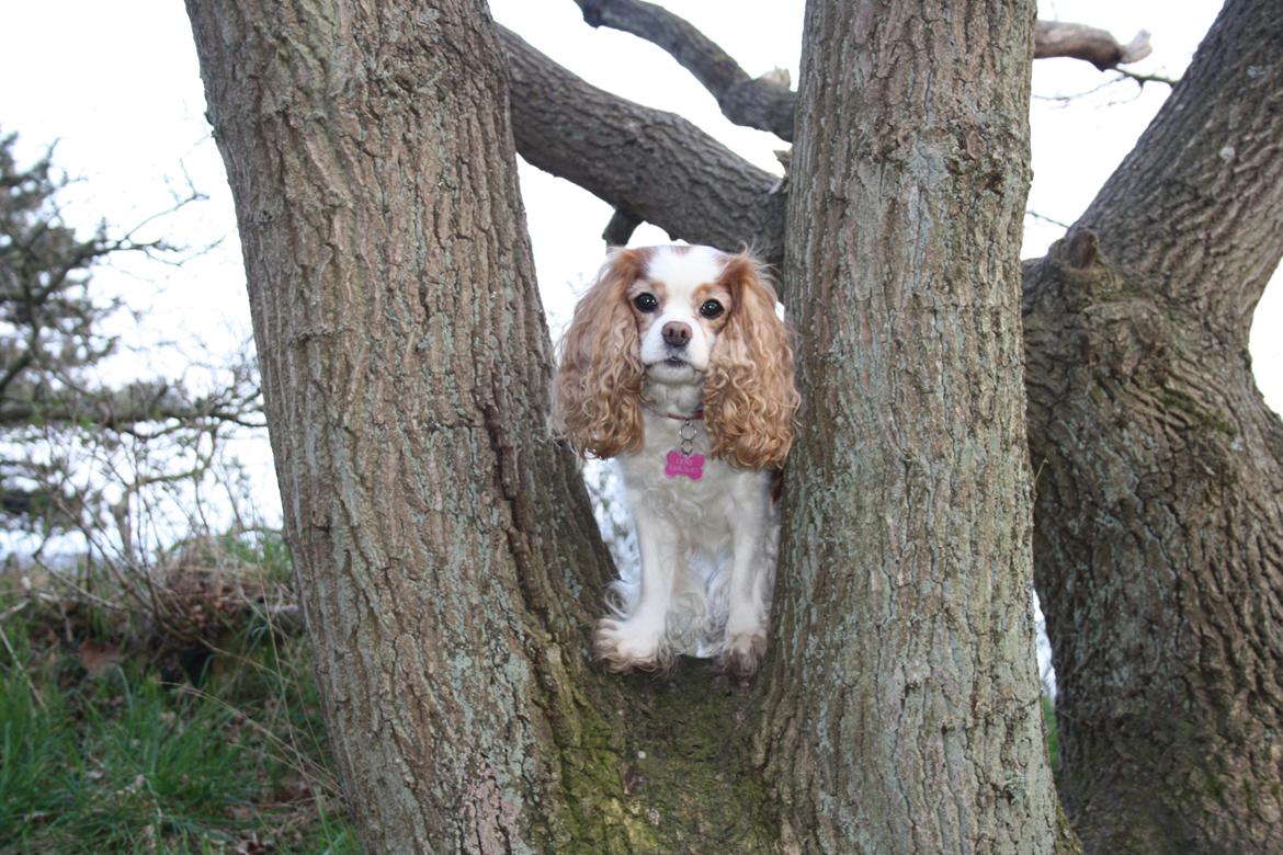 På Bjørnebæk strand med min Angel billede 54