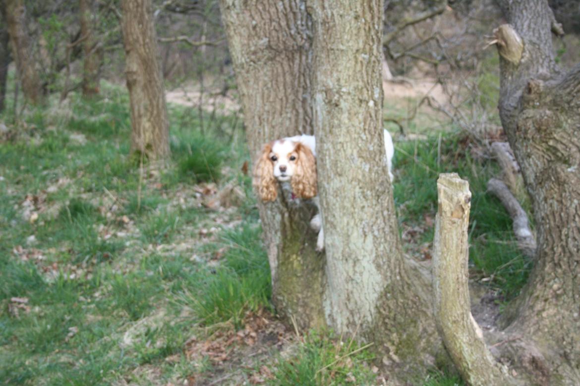 På Bjørnebæk strand med min Angel billede 55