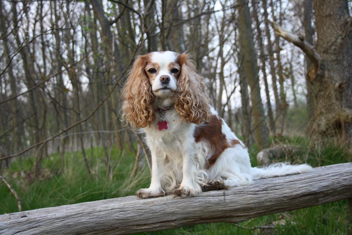 På Bjørnebæk strand med min Angel billede 56