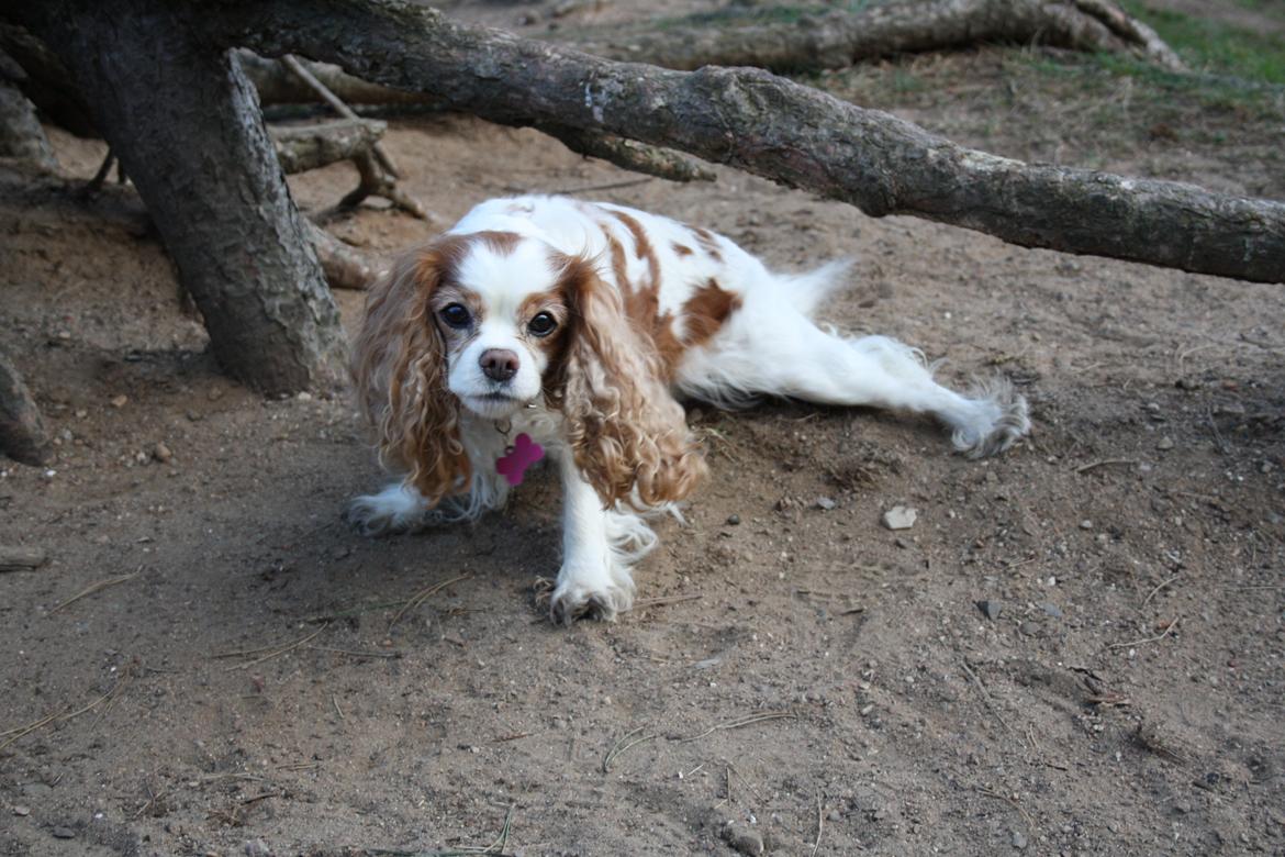 På Bjørnebæk strand med min Angel - Angel i færd med at kravle under grenen ;D billede 57