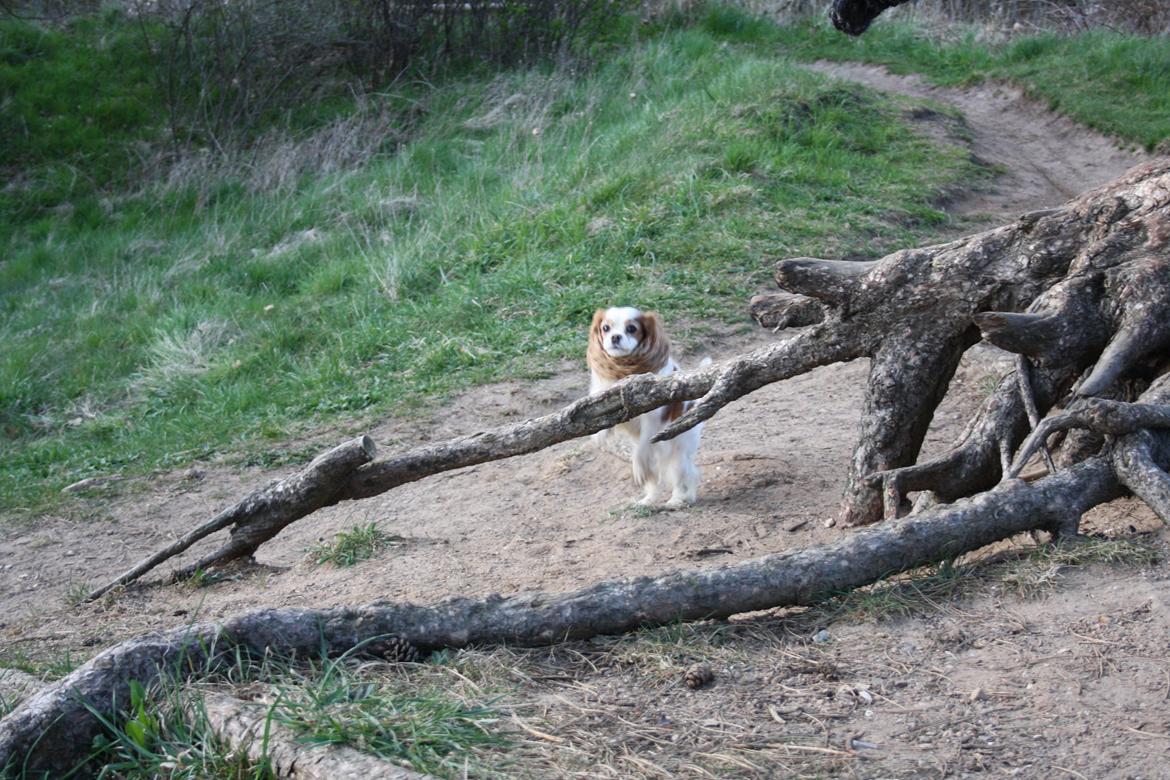 På Bjørnebæk strand med min Angel billede 58