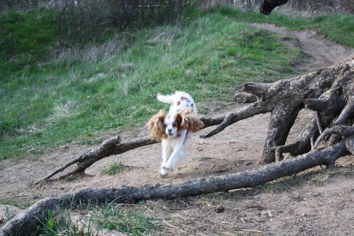 På Bjørnebæk strand med min Angel billede 59