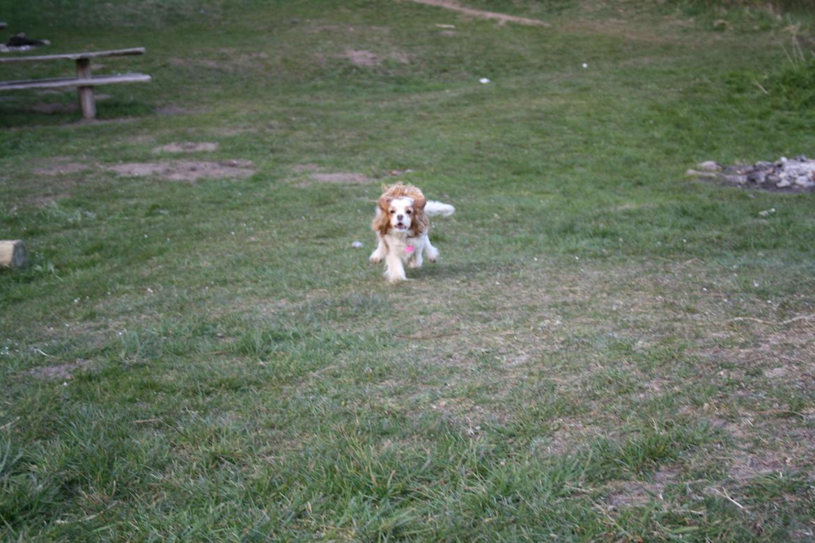 På Bjørnebæk strand med min Angel billede 61