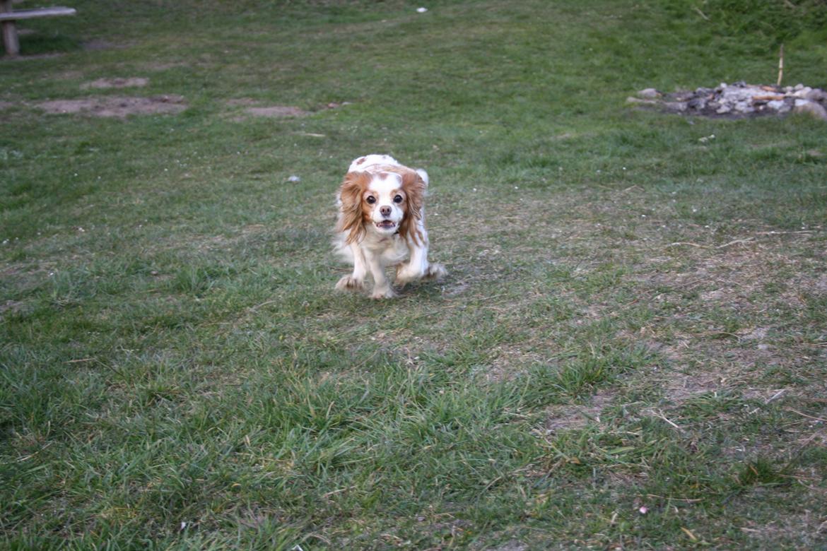 På Bjørnebæk strand med min Angel billede 62