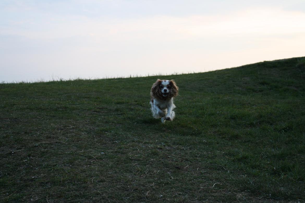 På Bjørnebæk strand med min Angel billede 63
