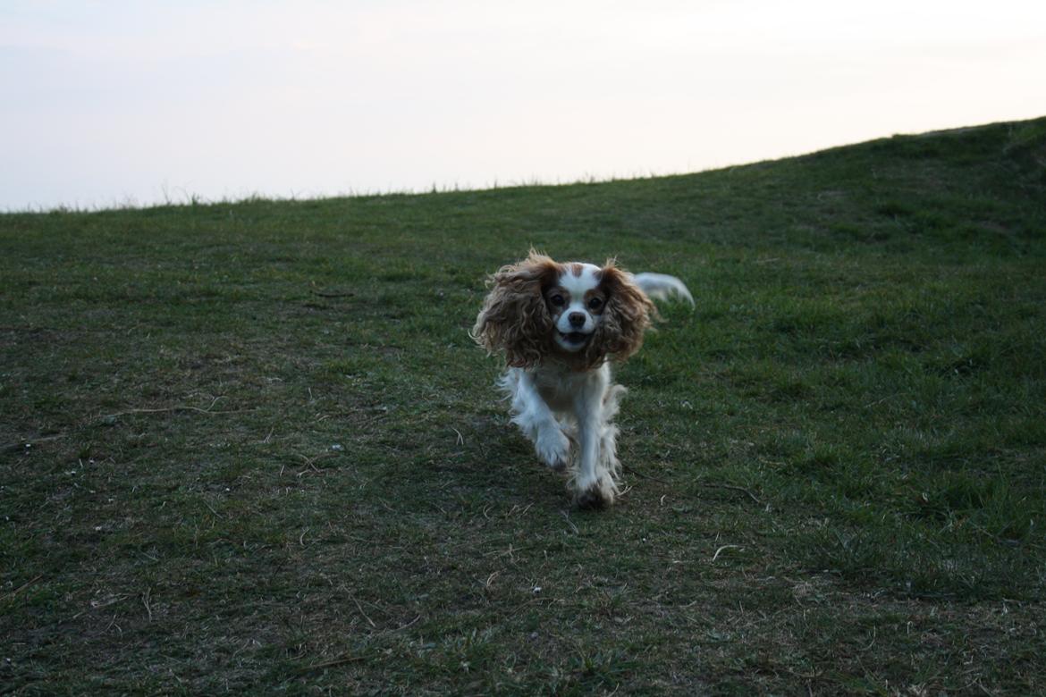På Bjørnebæk strand med min Angel billede 64
