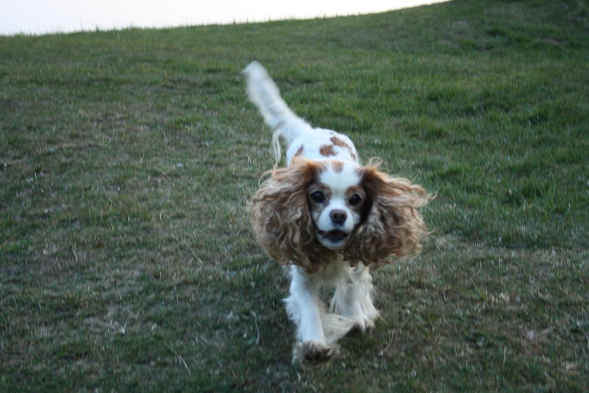 På Bjørnebæk strand med min Angel billede 65