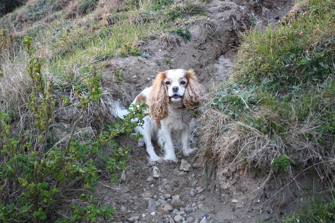 På Bjørnebæk strand med min Angel billede 66