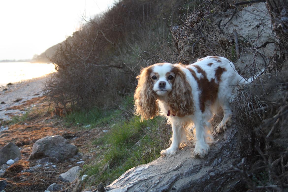 På Bjørnebæk strand med min Angel billede 67