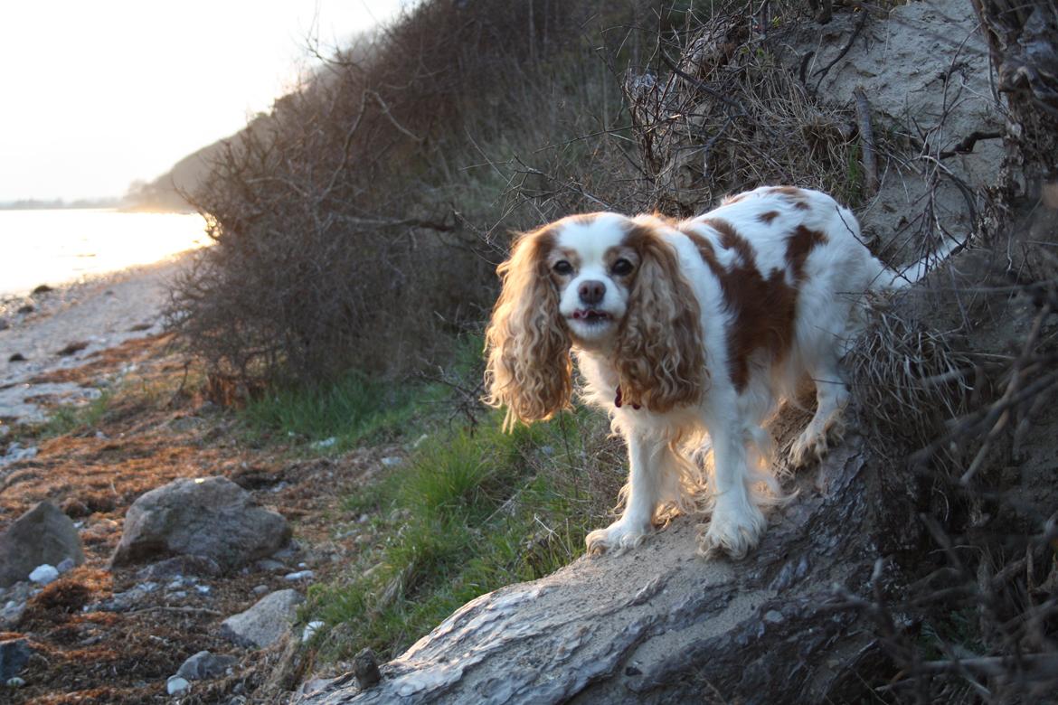 På Bjørnebæk strand med min Angel billede 68