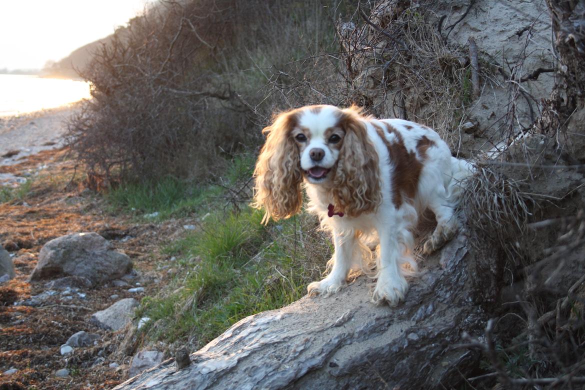 På Bjørnebæk strand med min Angel billede 69