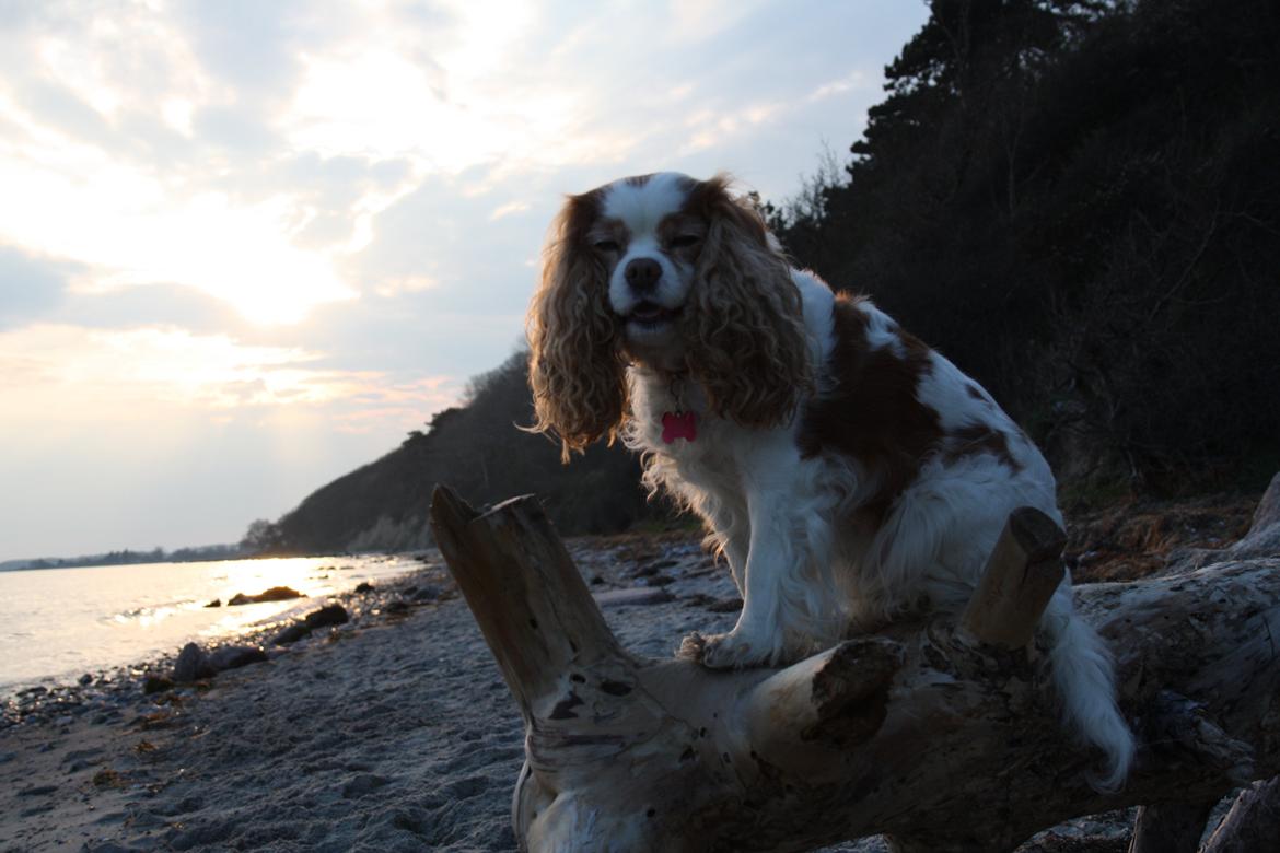 På Bjørnebæk strand med min Angel billede 70