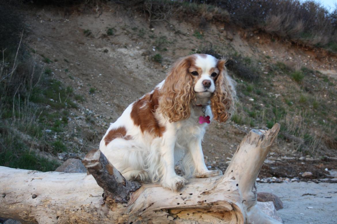 På Bjørnebæk strand med min Angel billede 71