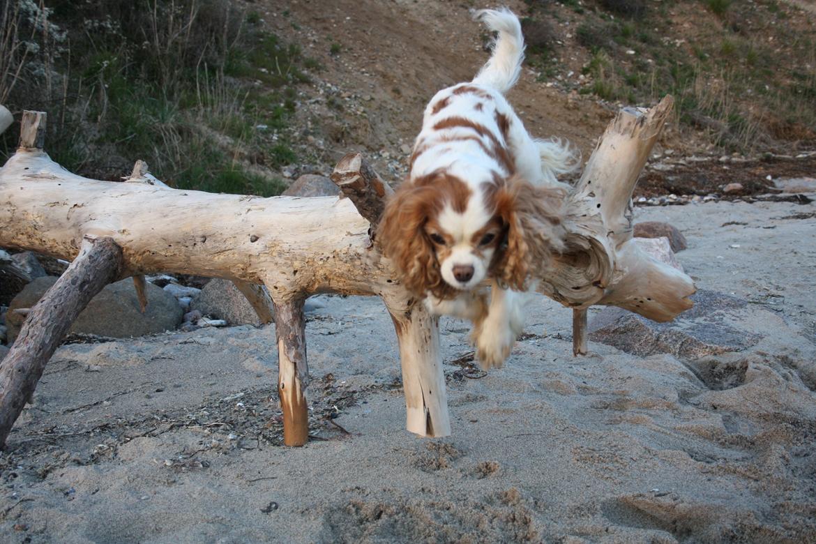 På Bjørnebæk strand med min Angel billede 72
