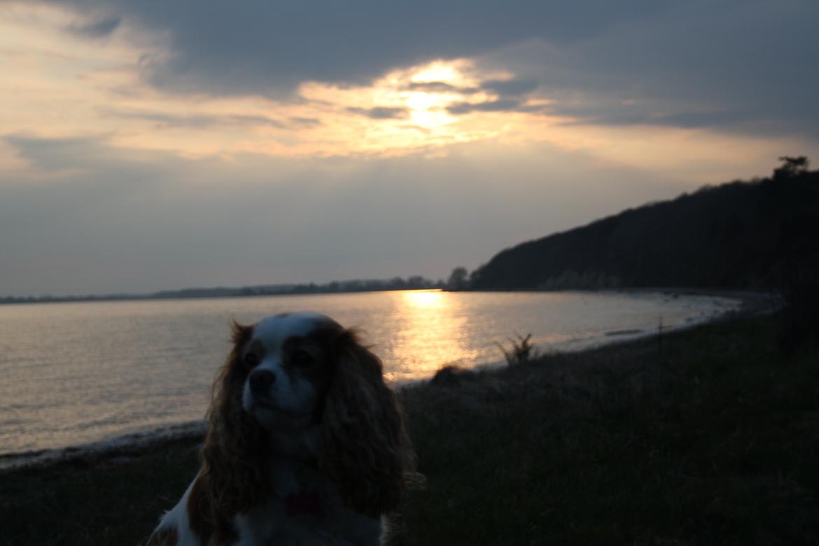 På Bjørnebæk strand med min Angel billede 74