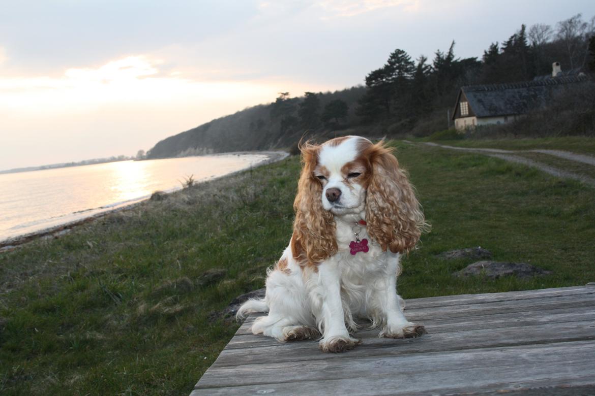 På Bjørnebæk strand med min Angel billede 76