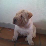 Shar Pei Budda 
