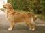 LEONGOLDEN CHA CHA CHA