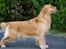 LEONGOLDEN CHA CHA CHA