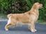 LEONGOLDEN CHA CHA CHA