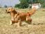LEONGOLDEN CHA CHA CHA
