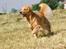LEONGOLDEN CHA CHA CHA